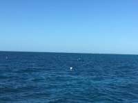 Great day of scuba diving in Key Largo with Rainbow Reef on molasses reef tropical legend 2016 10 20 r3428 1