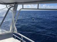 Great day of scuba diving in Key Largo with Rainbow Reef on spiegel grove tropical odyssey 2016 10 04 r3387 1