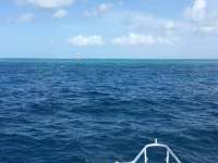 Great day of scuba diving in Key Largo with Rainbow Reef on drift molasses tropical legend 2016 09 07 r3246 1
