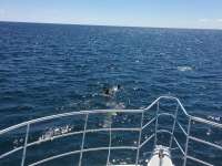 Great day of scuba diving in Key Largo with Rainbow Reef on molasses reef tropical legend 2016 09 28 r3363 1
