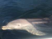 Great day of scuba diving in Key Largo with Rainbow Reef on woodys tropical legend 2016 09 04 r3233 1