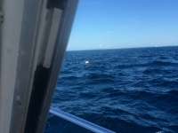 Great day of scuba diving in Key Largo with Rainbow Reef on drift molasses tropical explorer 2017 08 02 r4575 1