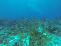 Great day of scuba diving in Key Largo with Rainbow Reef on sand island tropical legend 2017 08 05 r4585 1