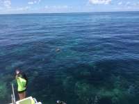 Great day of scuba diving in Key Largo with Rainbow Reef on the horseshoe tropical legend 2017 08 30 r4707 1