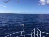 Great day of scuba diving in Key Largo with Rainbow Reef on uscgc duane tropical odyssey 2017 08 14 r4631 1