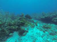 Great day of scuba diving in Key Largo with Rainbow Reef on french reef tropical odyssey 2017 12 28 r5198 1
