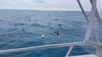 Great day of scuba diving in Key Largo with Rainbow Reef on molasses reef tropical odyssey 2017 12 17 r5137 1