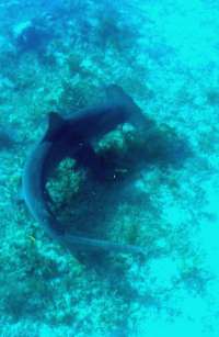 Great day of scuba diving in Key Largo with Rainbow Reef on north star tropical legend 2017 12 23 r5162 1