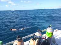Great day of scuba diving in Key Largo with Rainbow Reef on spiegel grove tropical odyssey 2017 12 27 r5187 1