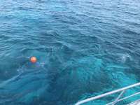 Great day of scuba diving in Key Largo with Rainbow Reef on molasses reef tropical adventure 2017 02 18 r3880 1