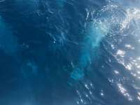 Great day of scuba diving in Key Largo with Rainbow Reef on uscgc duane tropical explorer 2017 02 14 r3857 1