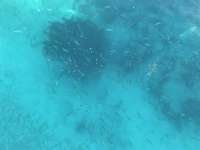 Great day of scuba diving in Key Largo with Rainbow Reef on banana patch tropical odyssey 2017 01 30 r3789 1