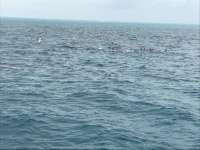 Great day of scuba diving in Key Largo with Rainbow Reef on christ statue tropical odyssey 2017 01 04 r3708 1