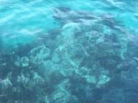 Great day of scuba diving in Key Largo with Rainbow Reef on christ statue tropical odyssey 2017 01 30 r3787 1