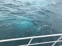 Great day of scuba diving in Key Largo with Rainbow Reef on north star tropical legend 2017 01 15 r3737 1