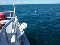 Great day of scuba diving in Key Largo with Rainbow Reef on benwood wreck tropical odyssey 2017 07 29 r4562 1