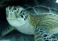 Great day of scuba diving in Key Largo with Rainbow Reef on fire coral cave tropical odyssey 2017 07 06 r4452 1