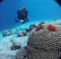 Great day of scuba diving in Key Largo with Rainbow Reef on the horseshoe tropical adventure 2017 07 28 r4556 1