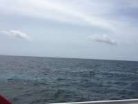 Great day of scuba diving in Key Largo with Rainbow Reef on french reef tropical legend 2017 06 06 r4314 1