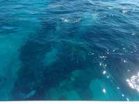 Great day of scuba diving in Key Largo with Rainbow Reef on snapper ledge tropical legend 2017 03 22 r4012 1