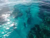 Great day of scuba diving in Key Largo with Rainbow Reef on eagle ray alley tropical voyager 2017 05 27 r4266 1