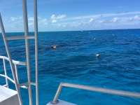 Great day of scuba diving in Key Largo with Rainbow Reef on french reef tropical legend 2017 05 23 r4252 1