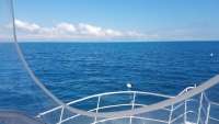 Great day of scuba diving in Key Largo with Rainbow Reef on eagle ray alley tropical legend 2017 11 13 r4960 1