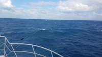 Great day of scuba diving in Key Largo with Rainbow Reef on spiegel grove tropical adventure 2017 11 11 r4953 1