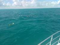Great day of scuba diving in Key Largo with Rainbow Reef on christ statue tropical odyssey 2017 10 09 r4794 1