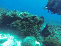 Great day of scuba diving in Key Largo with Rainbow Reef on sand island tropical odyssey 2017 10 02 r4775 1