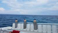 Great day of scuba diving in Key Largo with Rainbow Reef on conch pillars tropical voyager 2018 04 27 r5882 1
