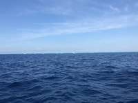 Great day of scuba diving in Key Largo with Rainbow Reef on drift molasses tropical explorer 2018 04 08 r5771 1