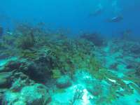 Great day of scuba diving in Key Largo with Rainbow Reef on eagle ray alley tropical odyssey 2018 04 14 r5809 1