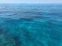 Great day of scuba diving in Key Largo with Rainbow Reef on fire coral cave tropical legend 2018 04 19 r5834 1