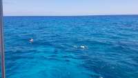 Great day of scuba diving in Key Largo with Rainbow Reef on french reef tropical odyssey 2018 04 09 r5780 1