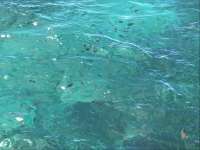 Great day of scuba diving in Key Largo with Rainbow Reef on banana patch tropical serenity 2018 08 13 r6828 1