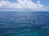 Great day of scuba diving in Key Largo with Rainbow Reef on christ statue tropical serenity 2018 08 21 r6902 1