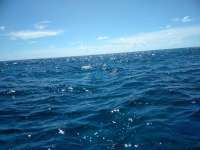 Great day of scuba diving in Key Largo with Rainbow Reef on christmastree cave tropical odyssey 2018 08 30 r6960 1
