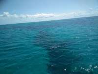 Great day of scuba diving in Key Largo with Rainbow Reef on elbow reef tropical adventure 2018 08 07 r6772 1