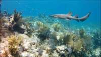 Great day of scuba diving in Key Largo with Rainbow Reef on french reef santana 2018 08 12 r6820 1