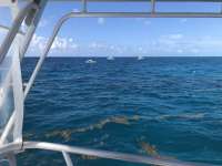 Great day of scuba diving in Key Largo with Rainbow Reef on french reef tropical legend 2018 08 05 r6747 1