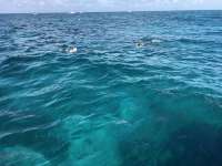 Great day of scuba diving in Key Largo with Rainbow Reef on hole in the wall tropical adventure 2018 08 18 r6869 2