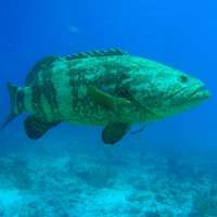 Great day of scuba diving in Key Largo with Rainbow Reef on sand island tropical voyager 2018 08 19 r6887 1
