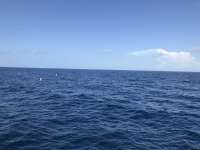 Great day of scuba diving in Key Largo with Rainbow Reef on spiegel grove tropical serenity 2018 08 13 r6825 1