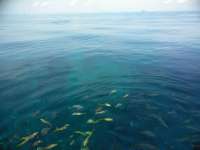 Great day of scuba diving in Key Largo with Rainbow Reef on french reef santana 2018 12 17 r7624 1