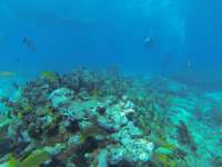 Great day of scuba diving in Key Largo with Rainbow Reef on french reef tropical legend 2018 01 02 r5243 1