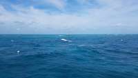 Great day of scuba diving in Key Largo with Rainbow Reef on molasses reef tropical odyssey 2018 01 08 r5268 1