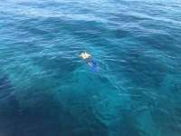 Great day of scuba diving in Key Largo with Rainbow Reef on eagle ray alley tropical serenity 2018 07 16 r6534 1