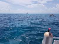 Great day of scuba diving in Key Largo with Rainbow Reef on eagle ray alley tropical voyager 2018 07 20 r6590 1