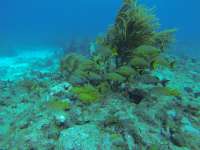 Great day of scuba diving in Key Largo with Rainbow Reef on snapper ledge tropical legend 2018 07 29 r6693 1